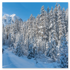Winterlandschaft mit Loipe